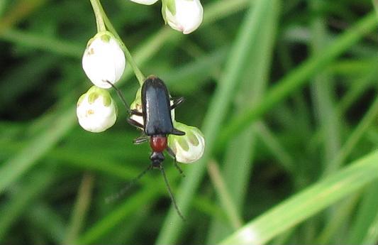 Dinoptera collaris, Cerambycidae